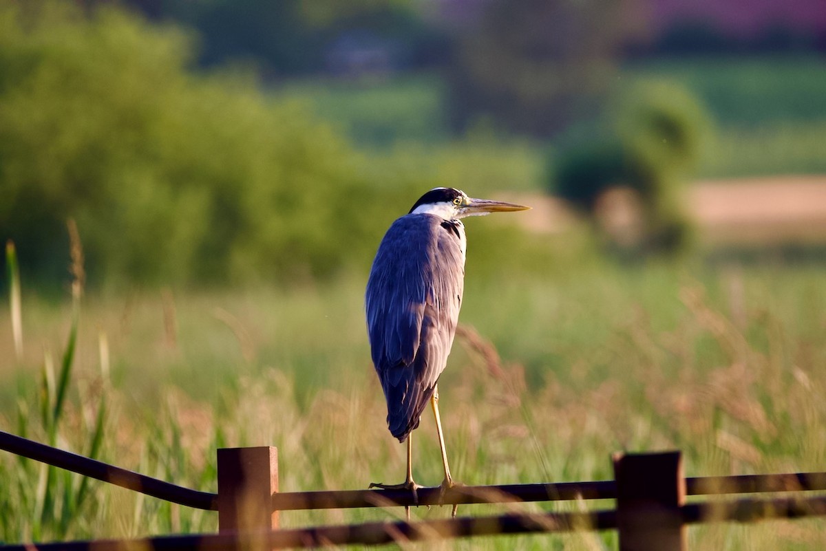 Gray/Purple Heron - ML583457811