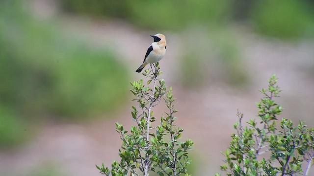 Western Black-eared Wheatear - ML583458411