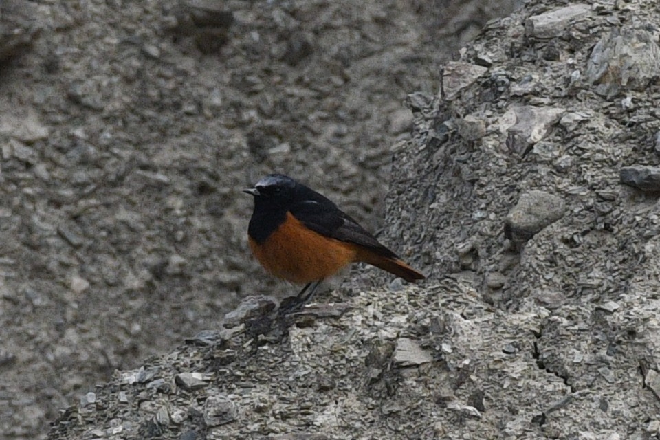 Black Redstart - Ivar West