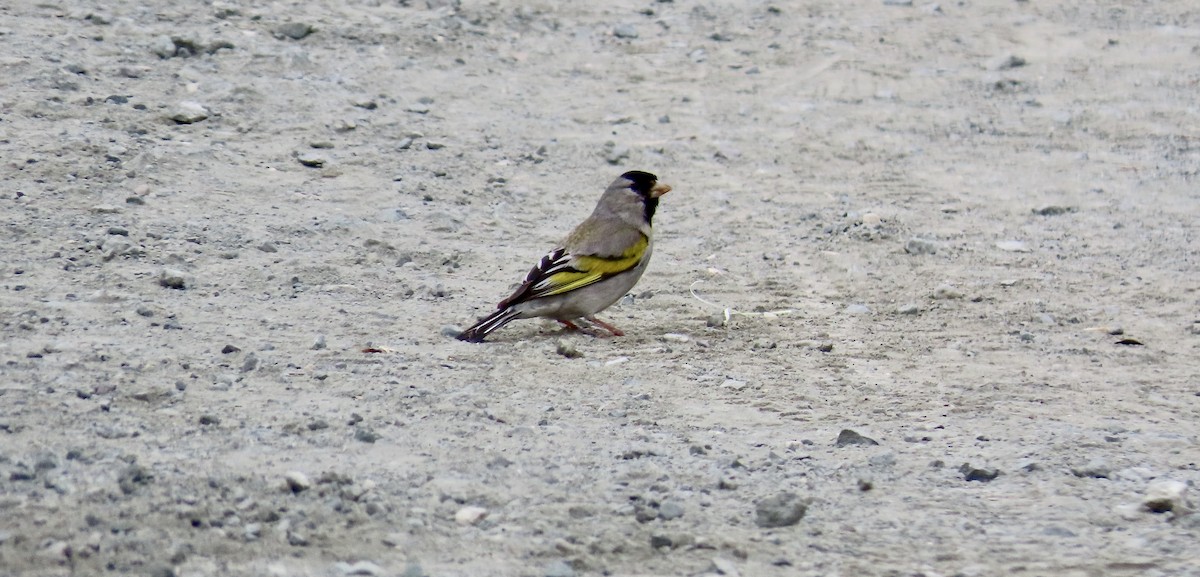 Lawrence's Goldfinch - ML583458941