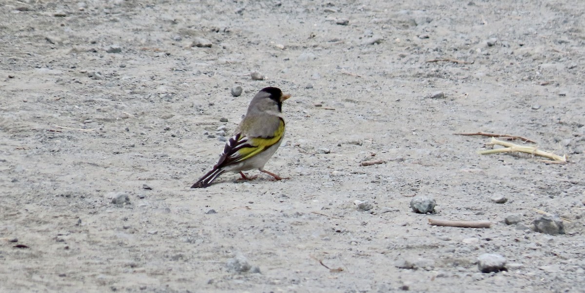Lawrence's Goldfinch - ML583458951
