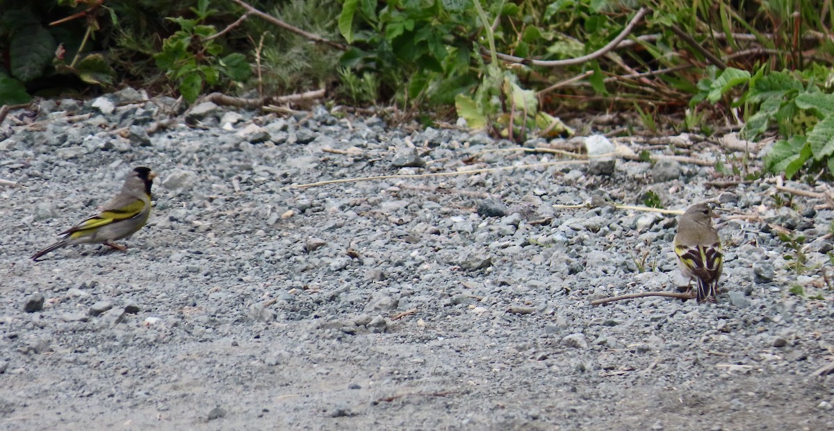 Lawrence's Goldfinch - ML583458991