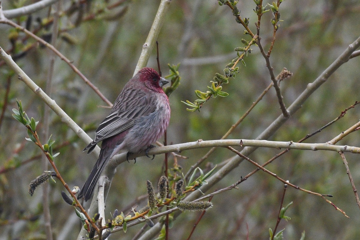 Streaked Rosefinch - Ivar West