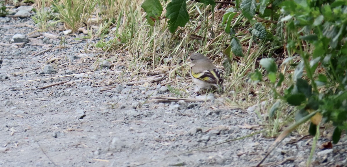 Lawrence's Goldfinch - Petra Clayton