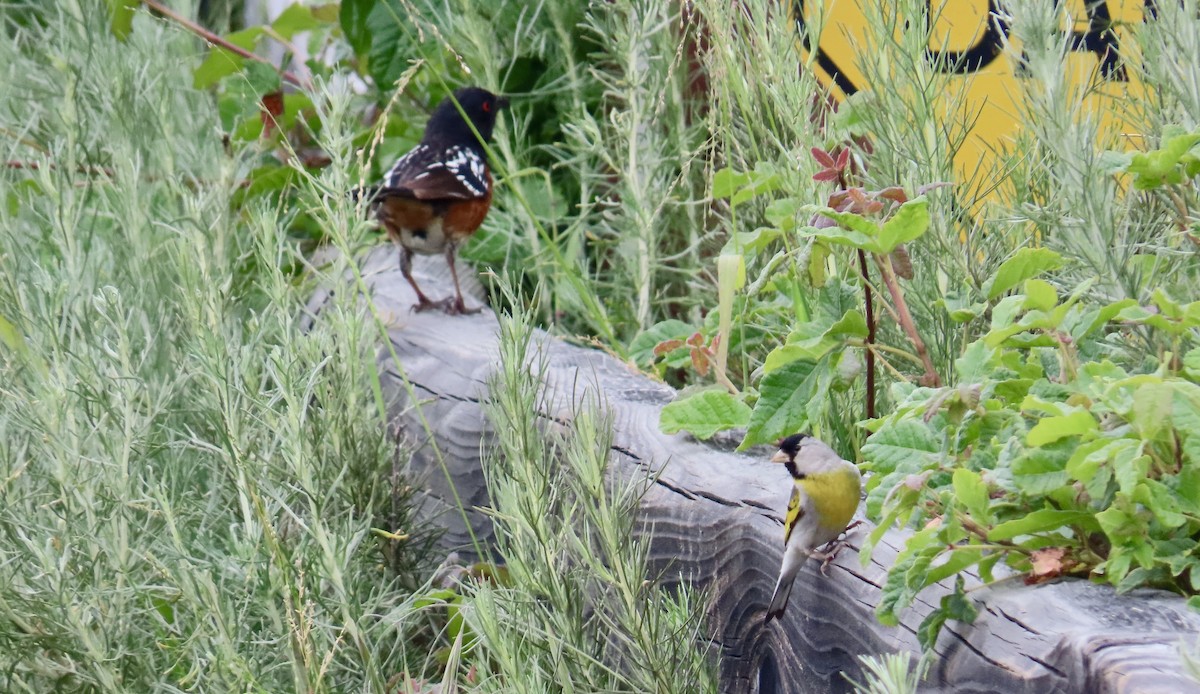 Lawrence's Goldfinch - ML583459051