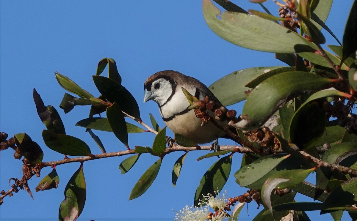 Double-barred Finch - ML583459191