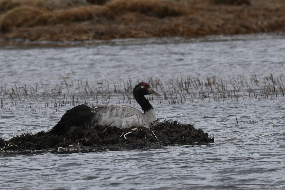 Black-necked Crane - Ivar West