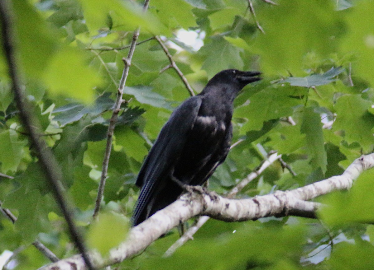 American Crow - ML58345961