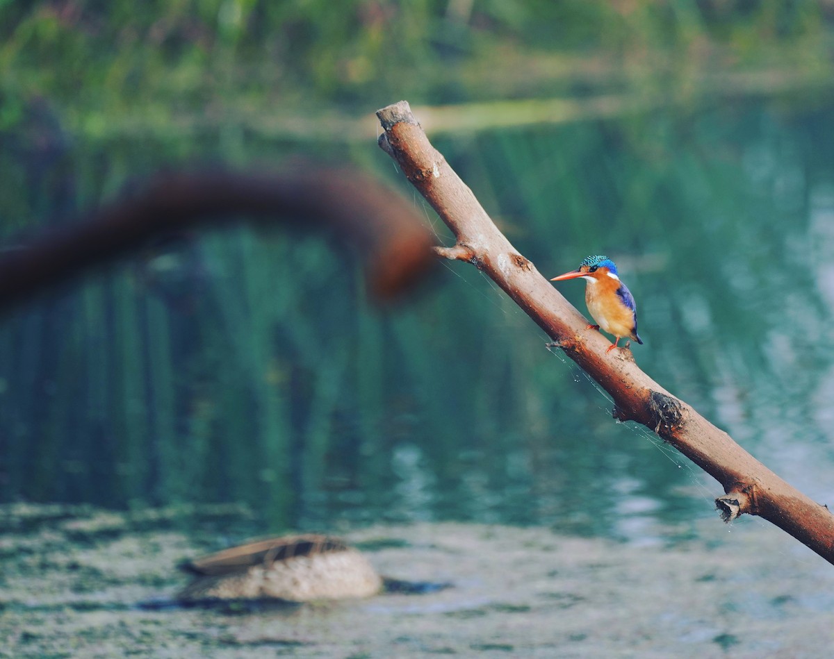 Malachite Kingfisher - ML583459661