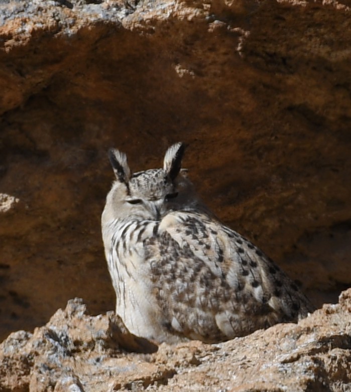 Eurasian Eagle-Owl - Ivar West