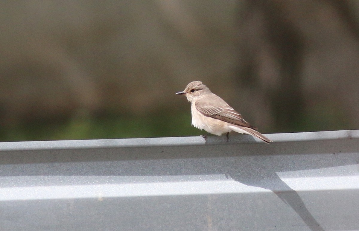 Spotted Flycatcher - ML583460151