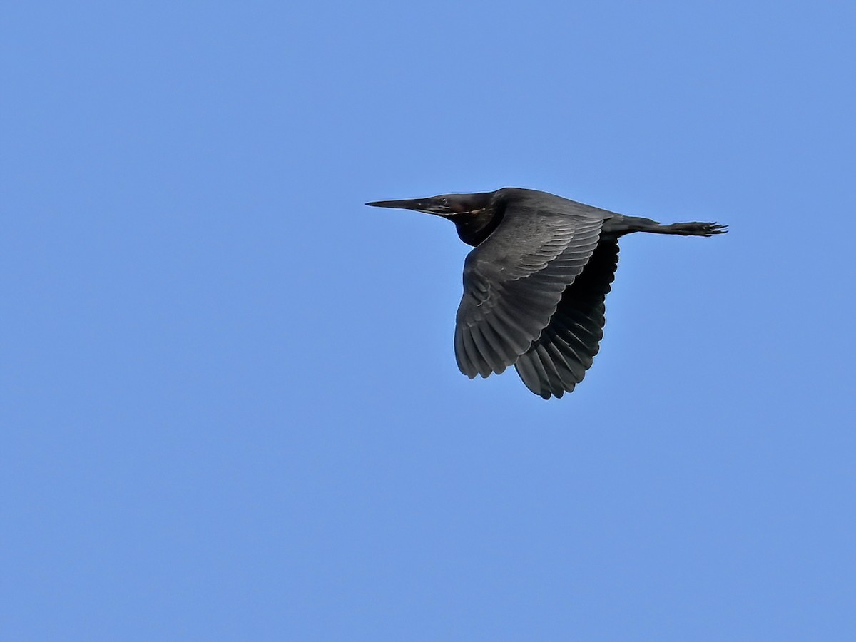 黃頸黑鷺 - ML583461001