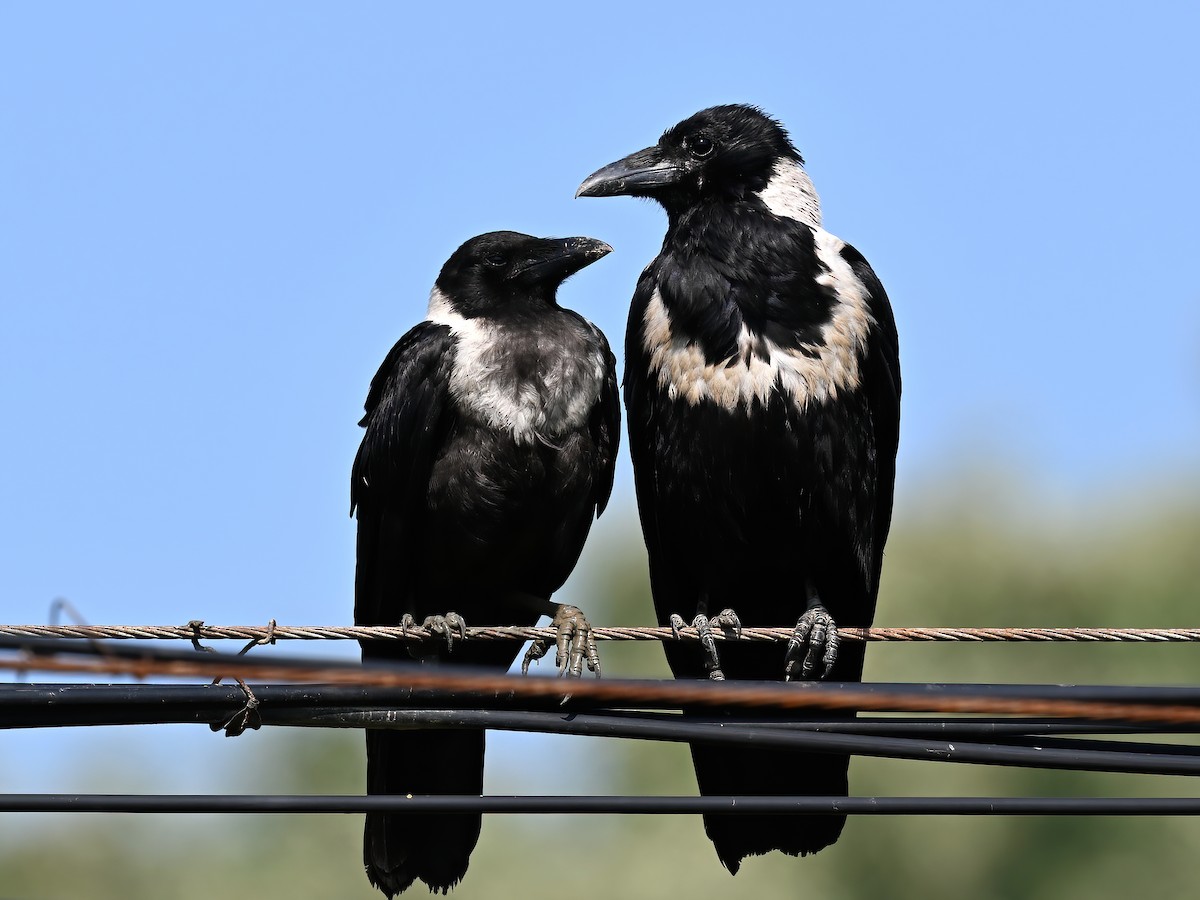 Collared Crow - ML583461731