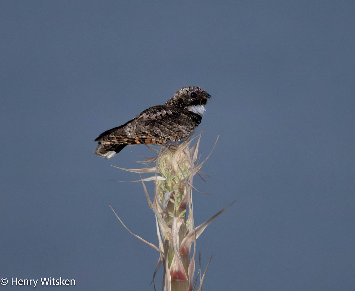 Common Poorwill - ML583462241