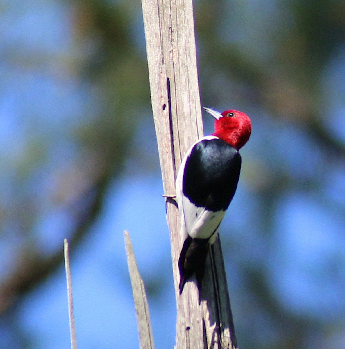 Pic à tête rouge - ML58346421