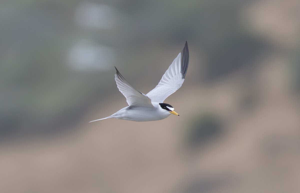 Least Tern - ML583464861