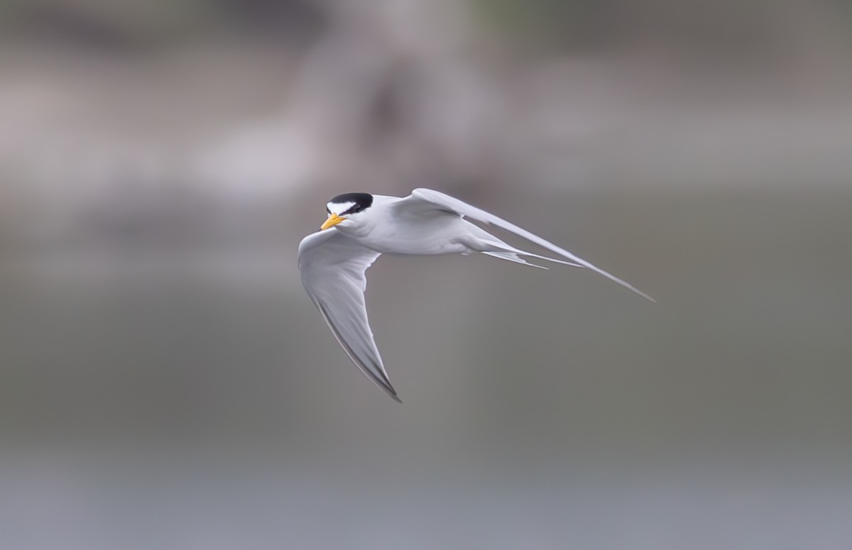 Least Tern - ML583464871