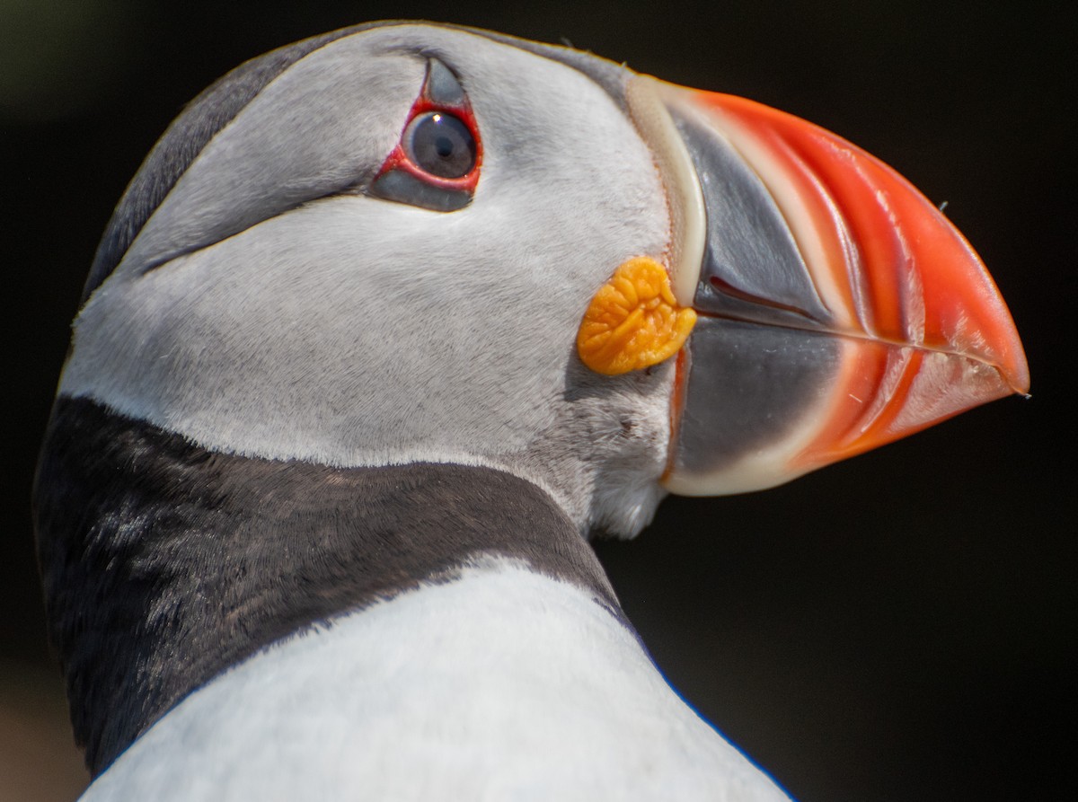 Atlantic Puffin - ML583465871