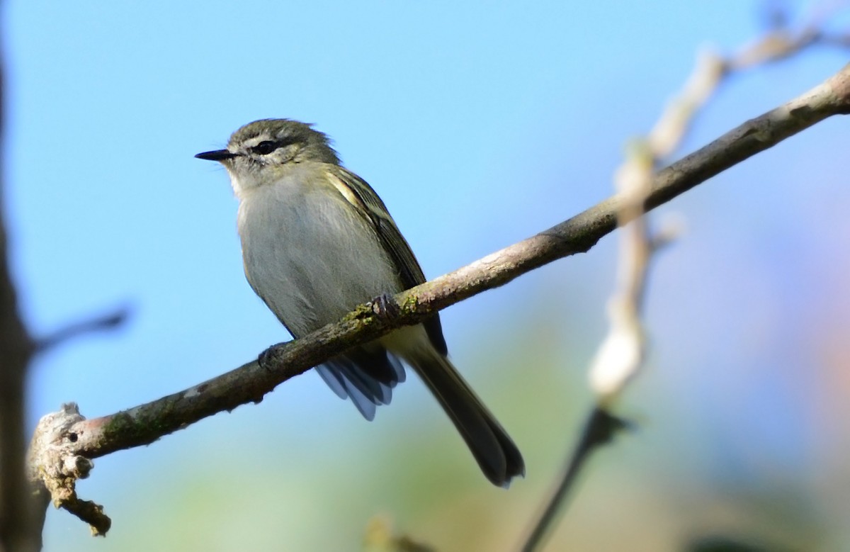 Alagoas Tyrannulet - ML58346811