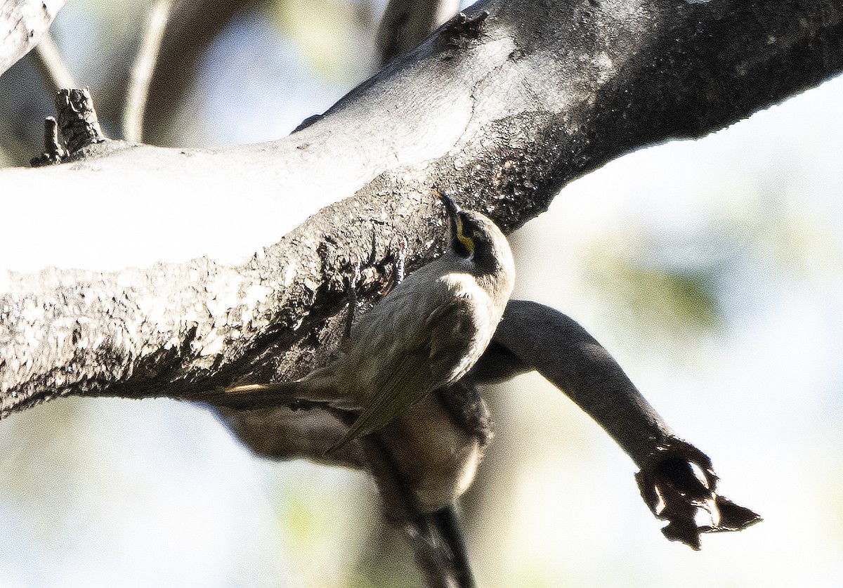 Yellow-faced Honeyeater - ML583468371