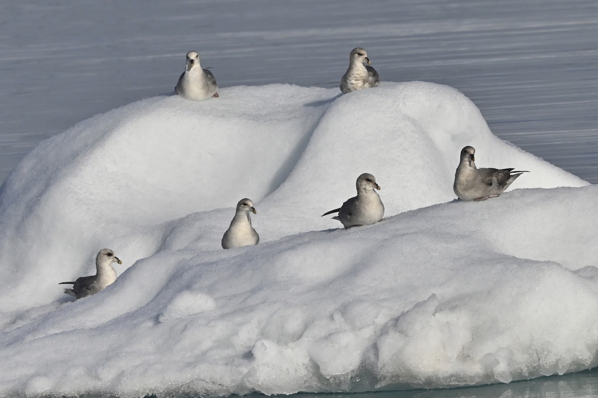 Northern Fulmar - Gerd Schön