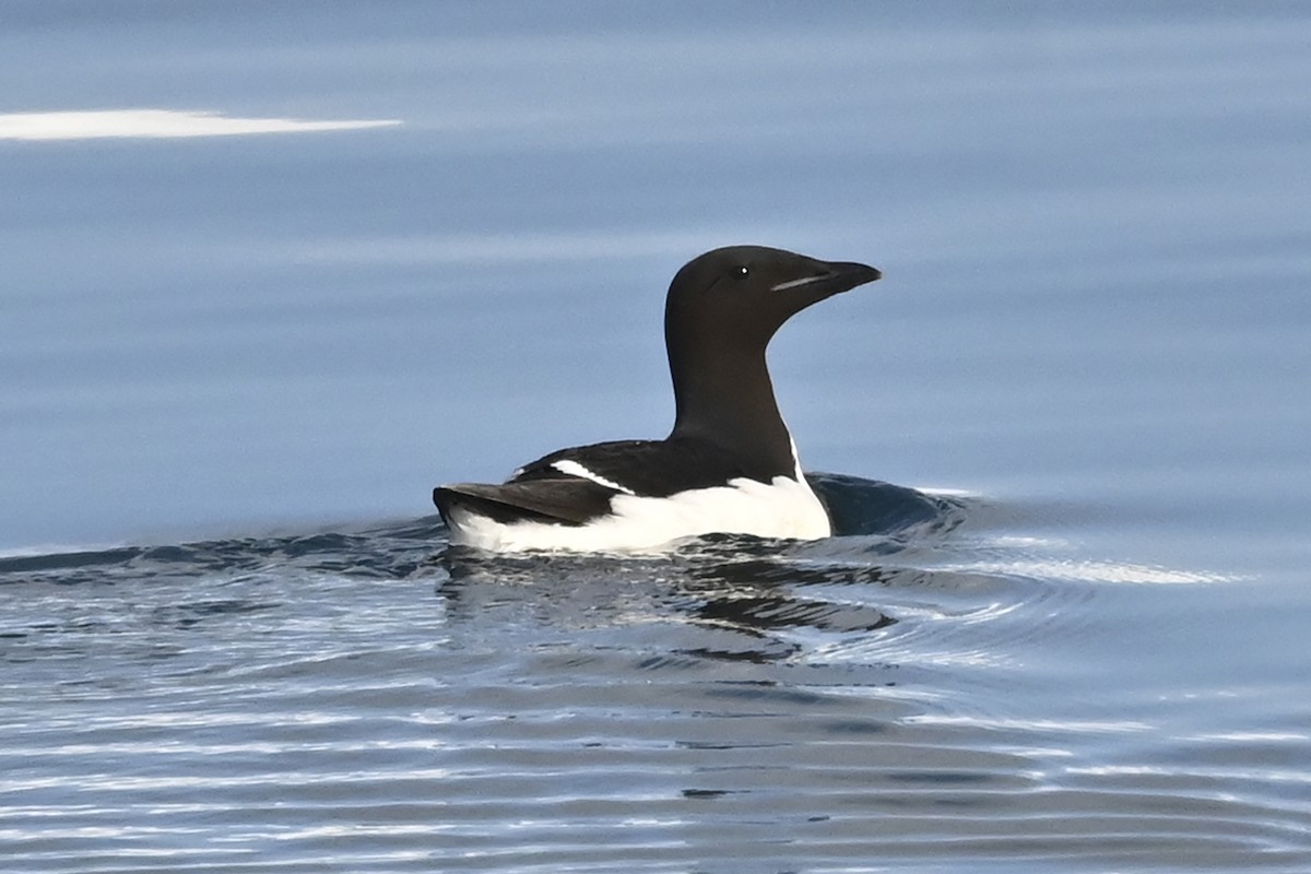 Thick-billed Murre - ML583469681