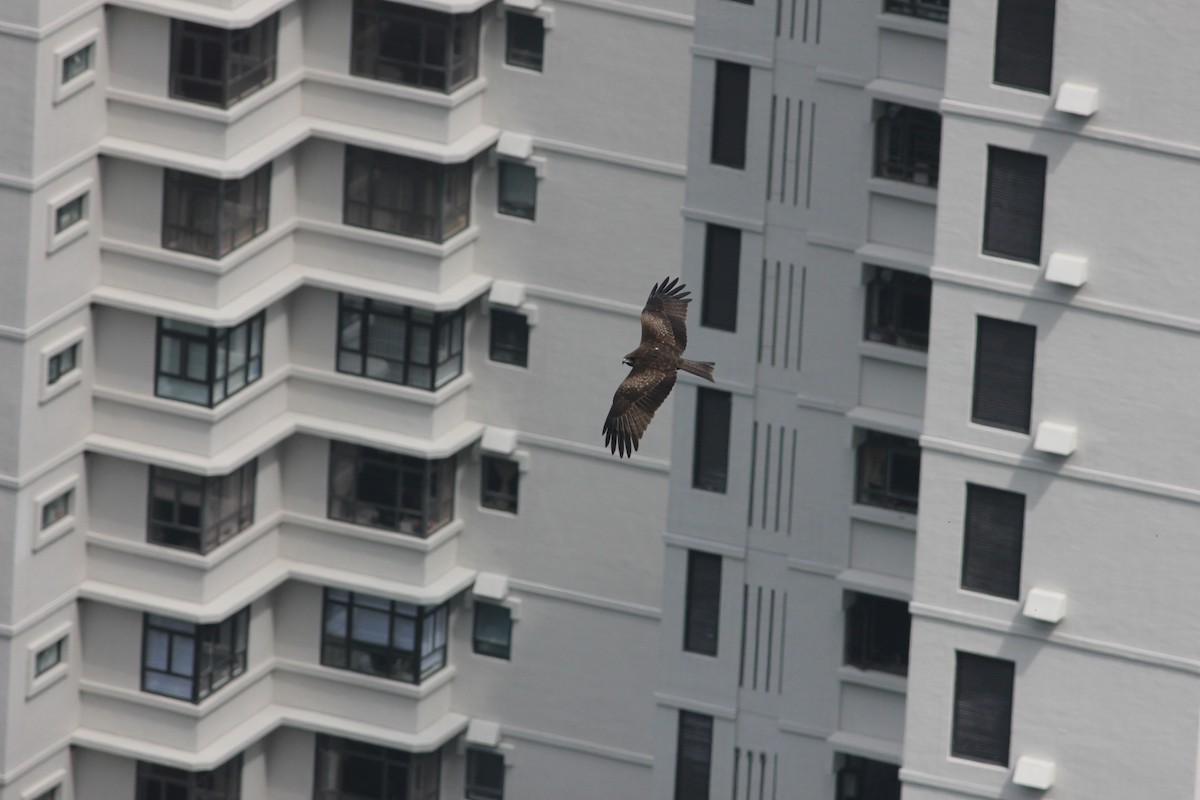 黑鳶 - ML583469701