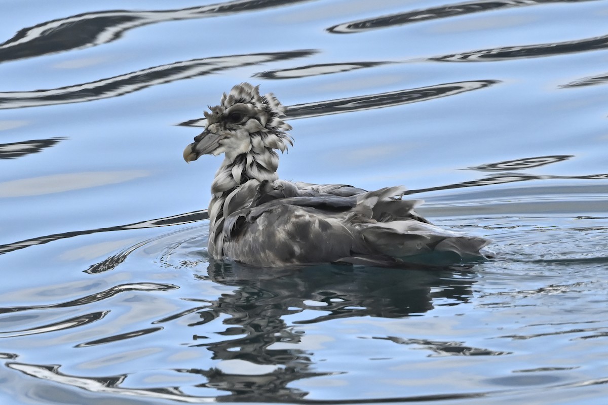 Northern Fulmar - ML583469711