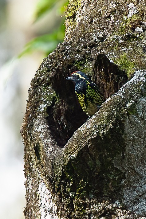 Yellow-spotted Barbet - Francesco Veronesi