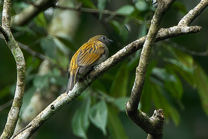 Lesser Honeyguide (Thick-billed) - ML583469951