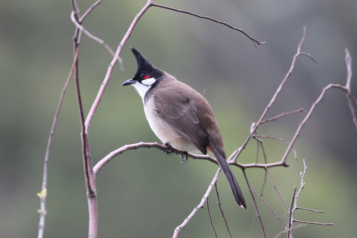 Red-whiskered Bulbul - Tony Small