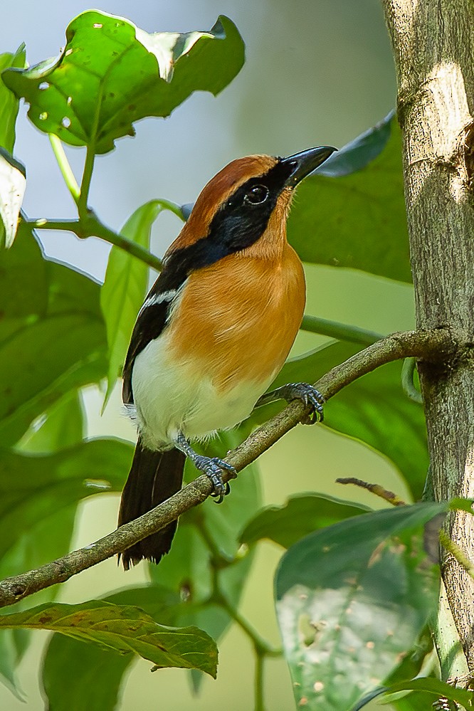 Lühder's Bushshrike - ML583470021