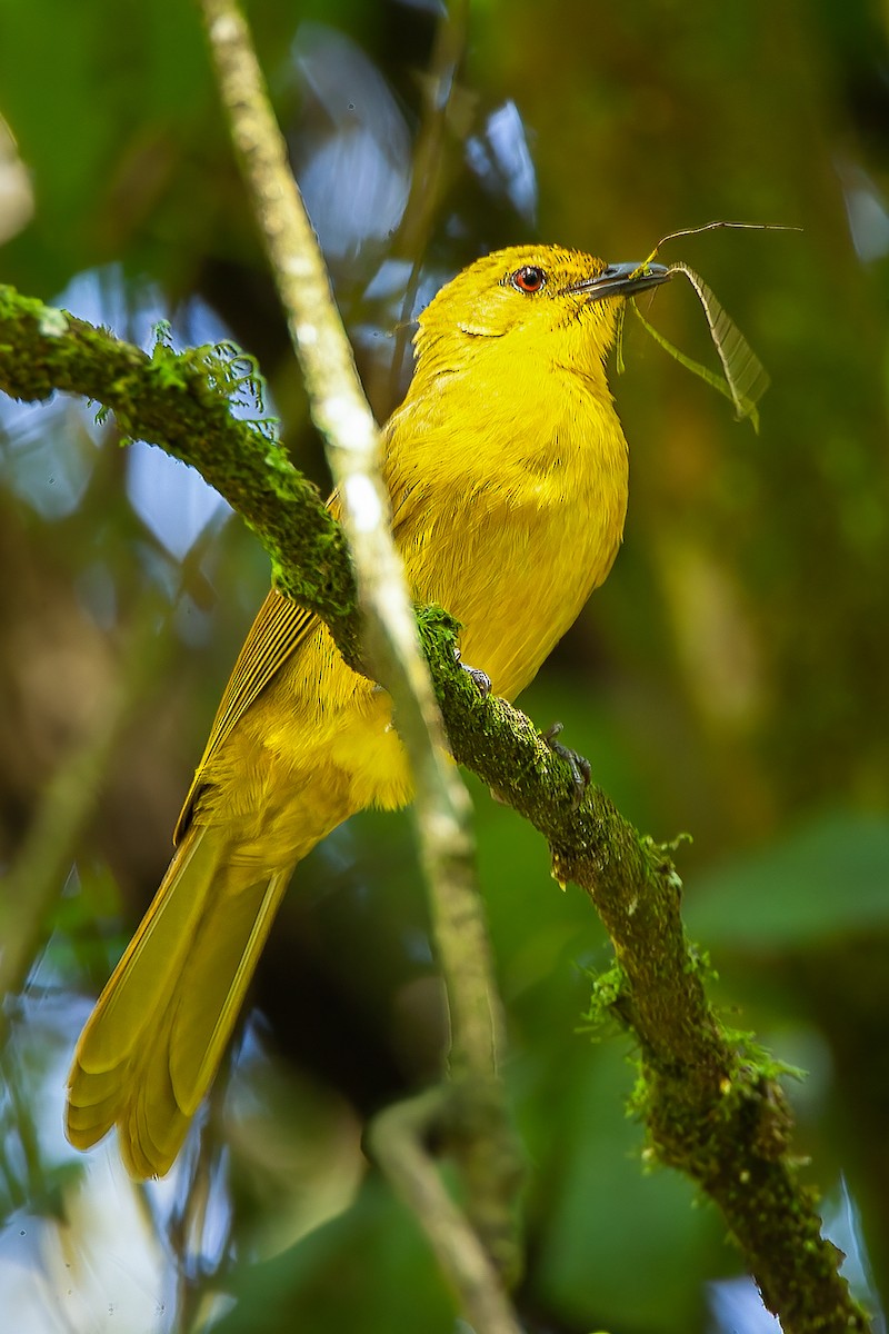 Joyful Greenbul - ML583470441