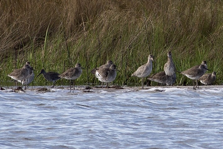 Kuliska erdipalmatua - ML583471201