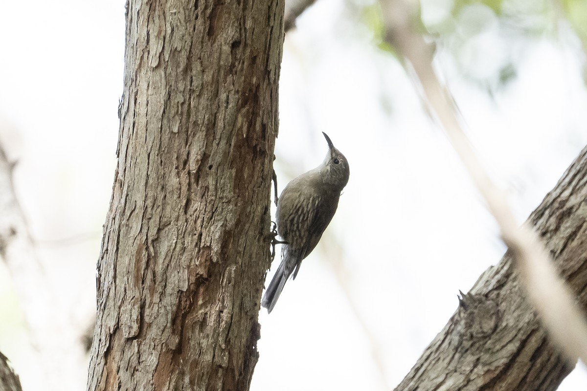 White-throated Treecreeper - Kaori G