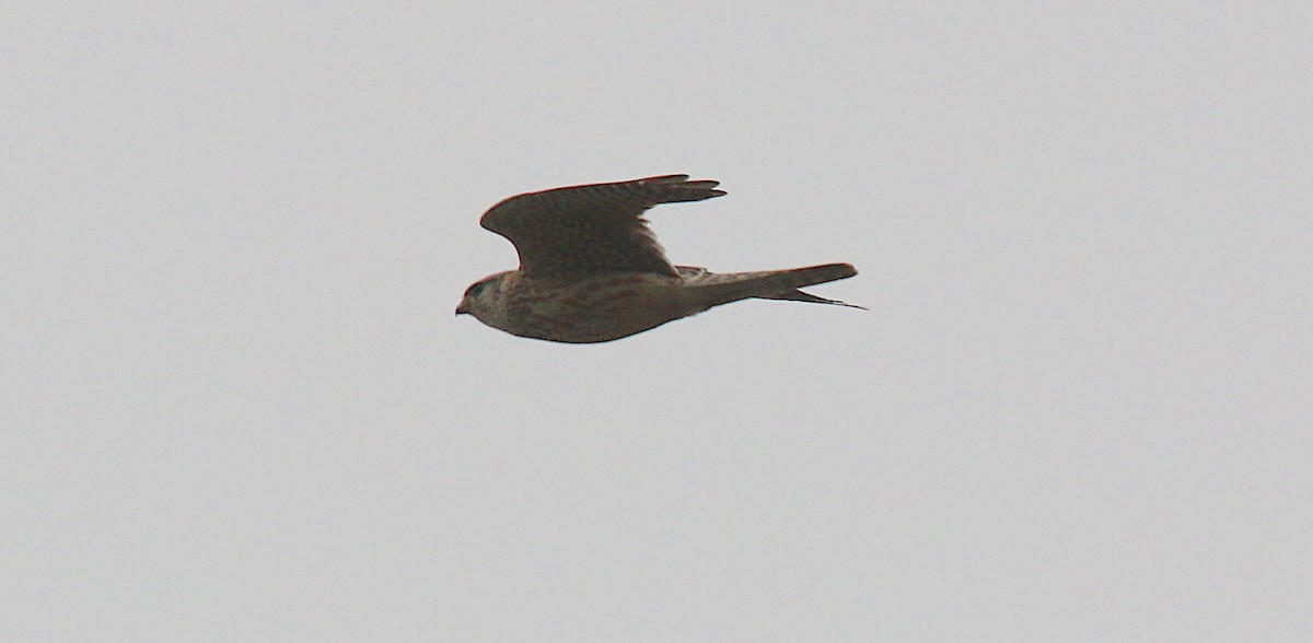 Merlin (Pallid) - Michel Mifsud