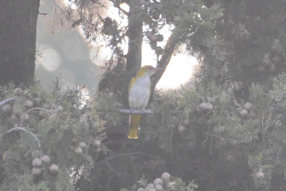 Eurasian Golden Oriole - ML583471451