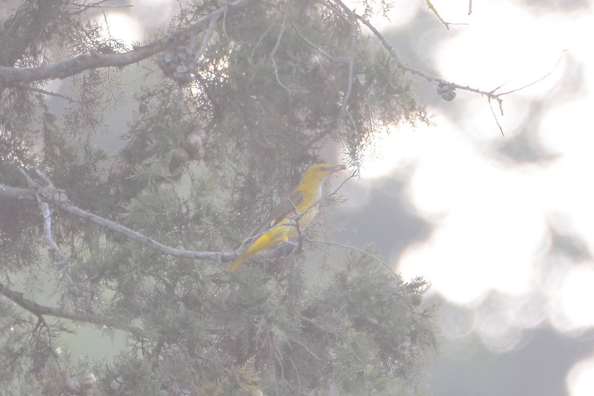 Eurasian Golden Oriole - ML583471501