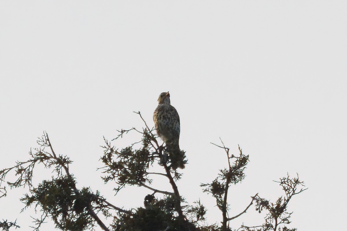 Mistle Thrush - ML583471521