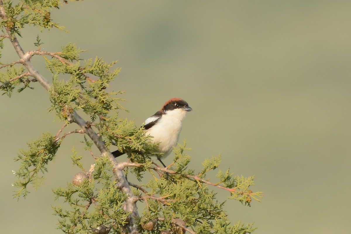 Woodchat Shrike - ML583471561