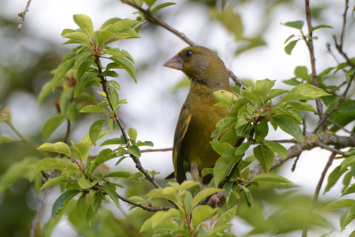 European Greenfinch - ML583471591