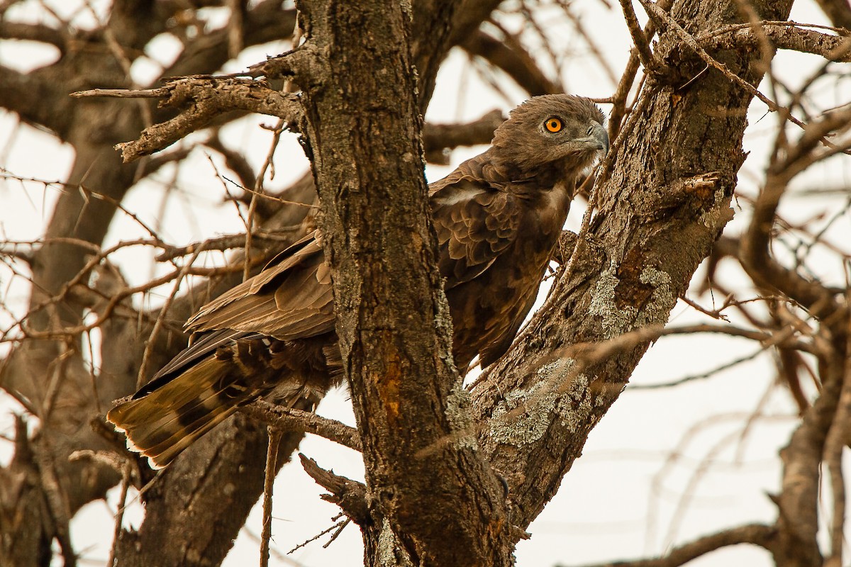 Brown Snake-Eagle - Francesco Veronesi