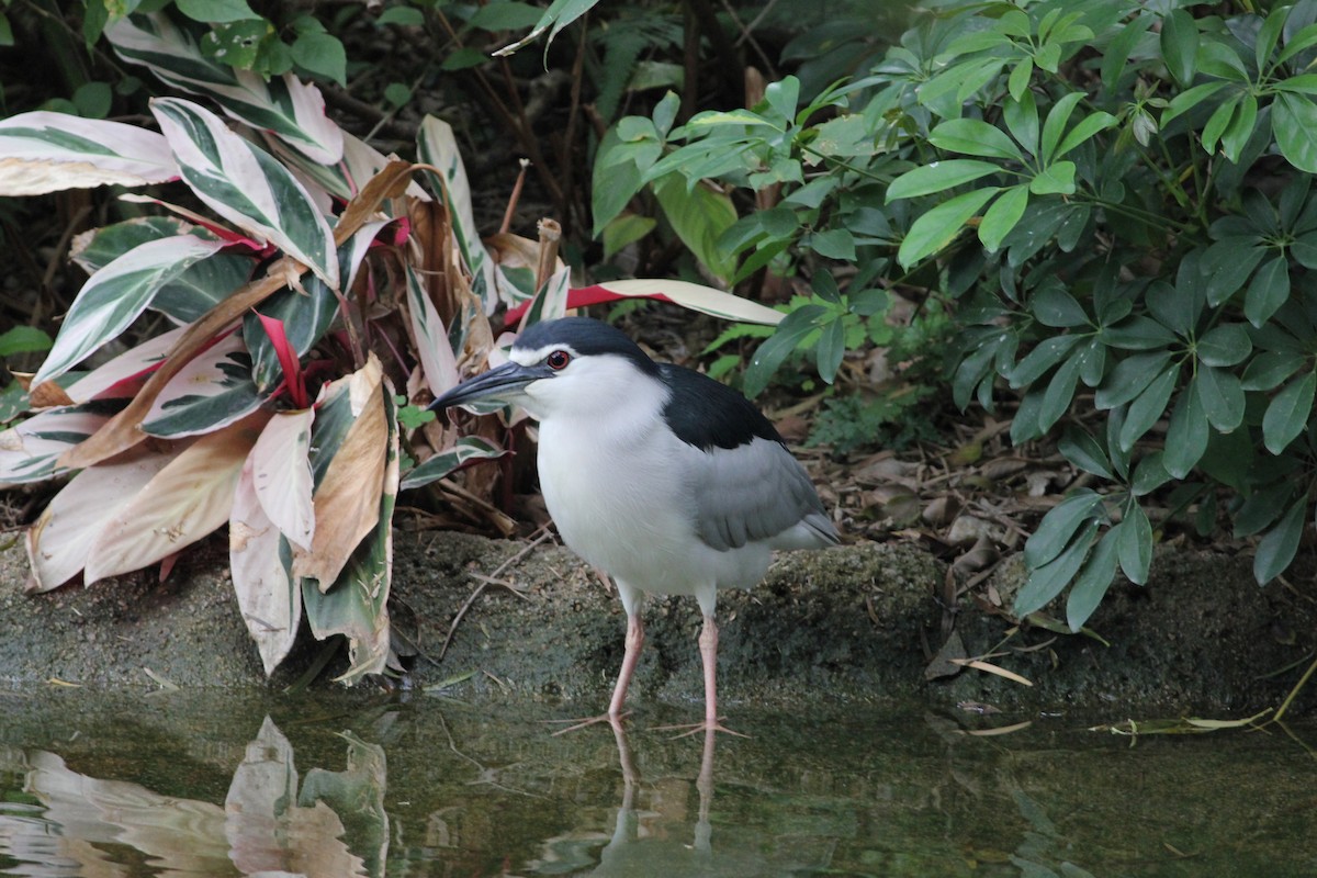 Black-crowned Night Heron - Tony Small