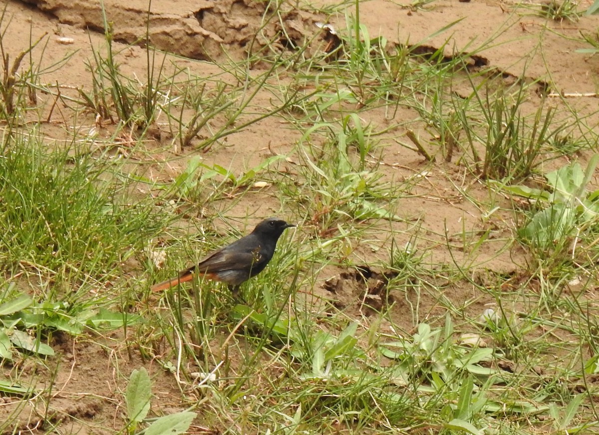 Black Redstart - ML583471781