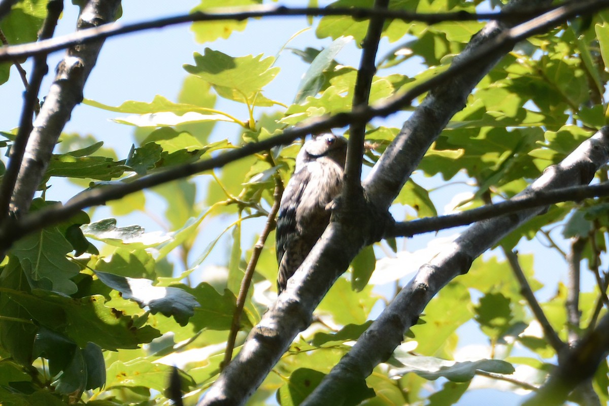 Lesser Spotted Woodpecker - ML583471811