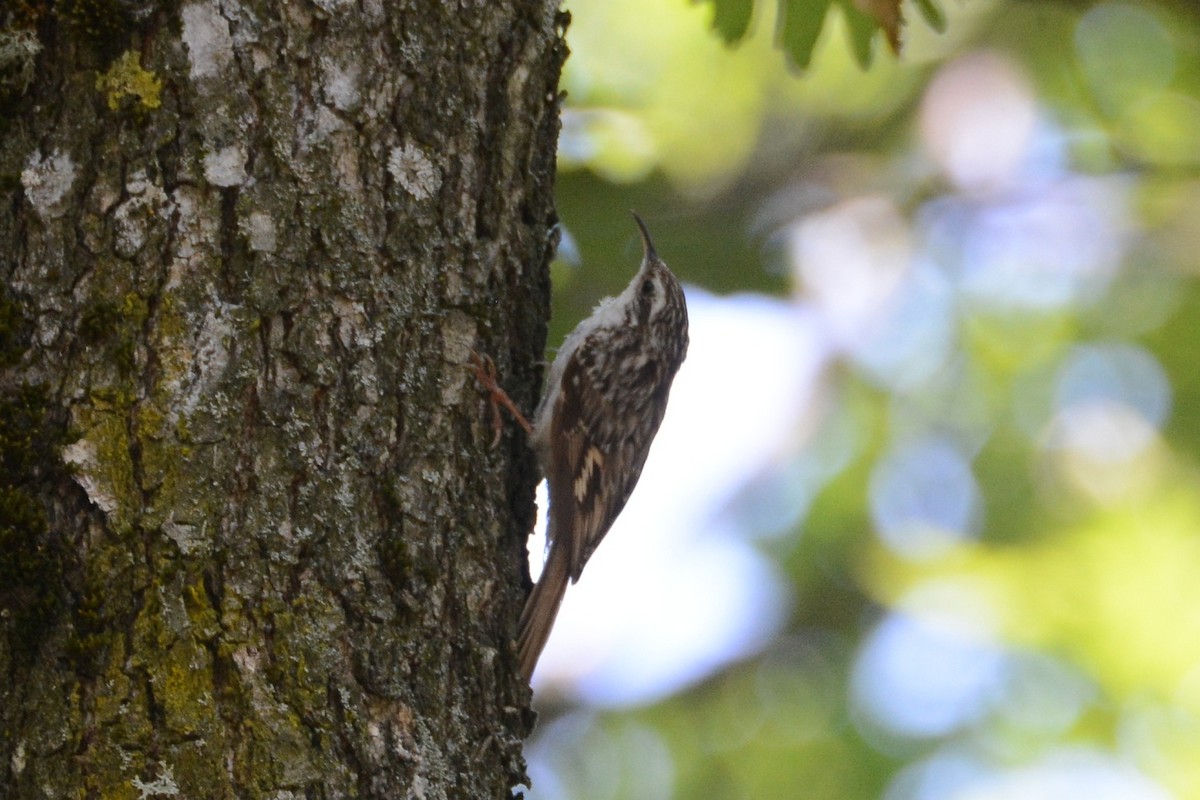 Short-toed Treecreeper - ML583471821