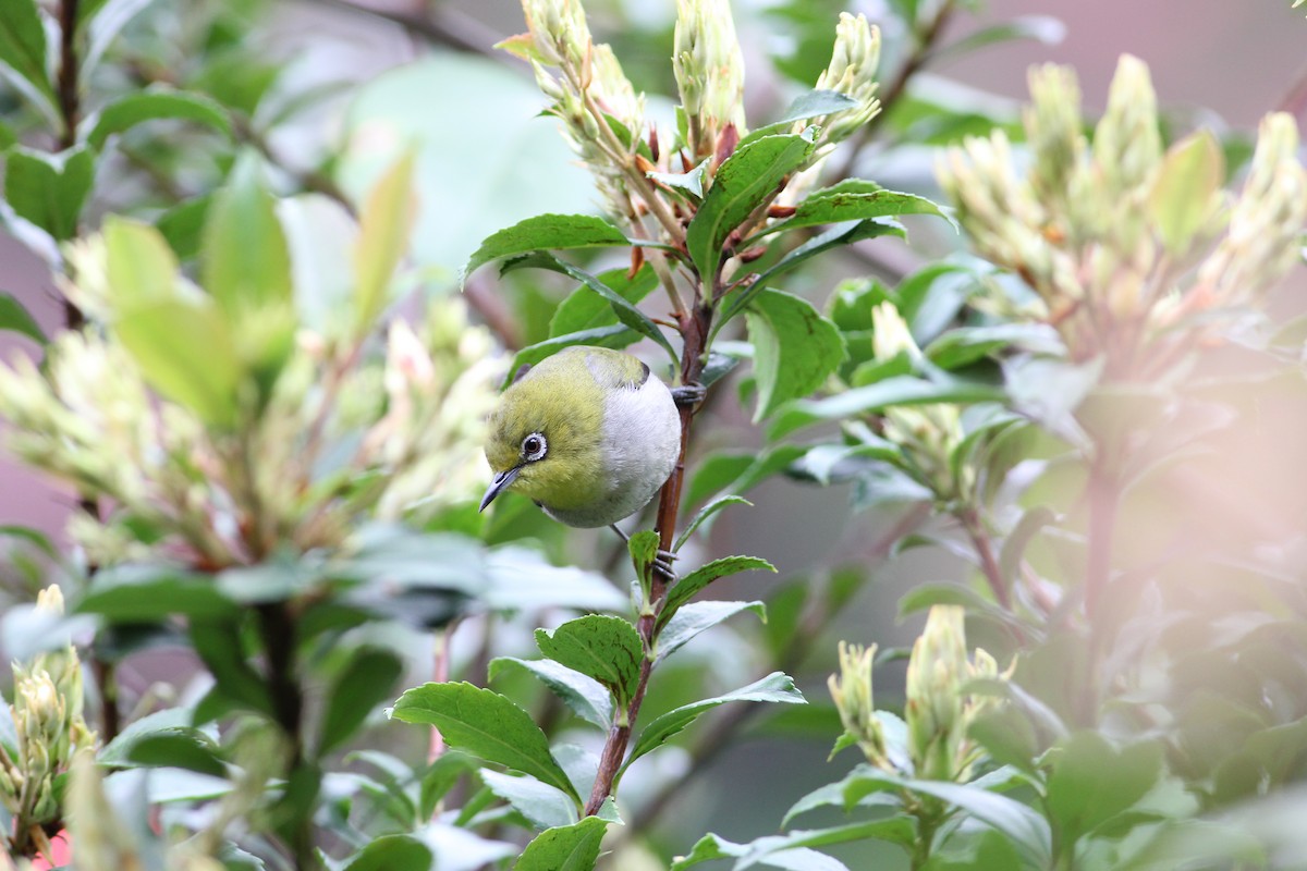 Swinhoe's White-eye - Tony Small