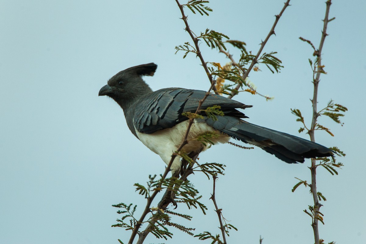 White-bellied Go-away-bird - ML583471911