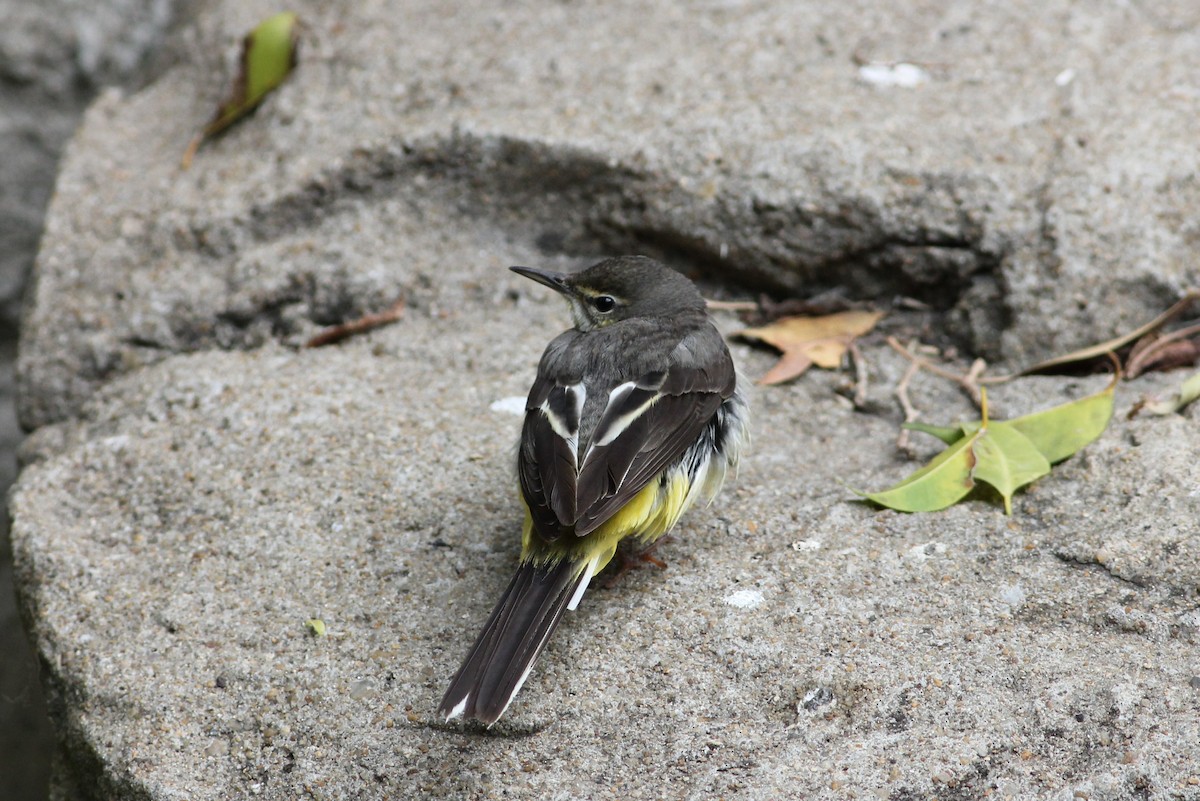 Gray Wagtail - Tony Small