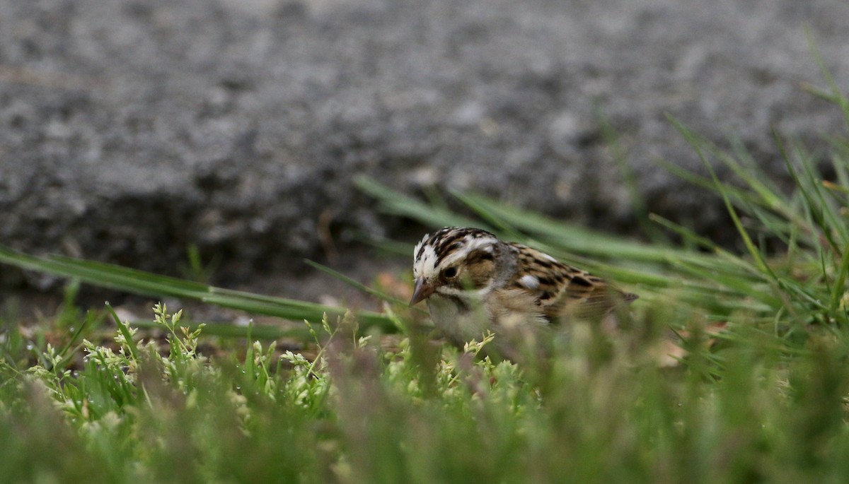 Clay-colored Sparrow - Jay McGowan